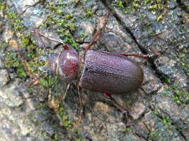 Cantharocnemis  spondyloides