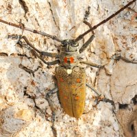 Batocera rufomaculata
