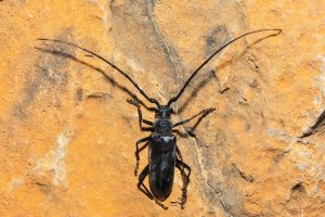 Neoplocaederus denticornis