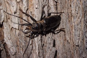 Anthracocentrus arabicus