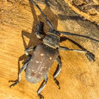 Titoceres arabicus