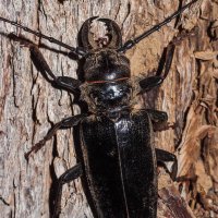 Anthracocentrus arabicus